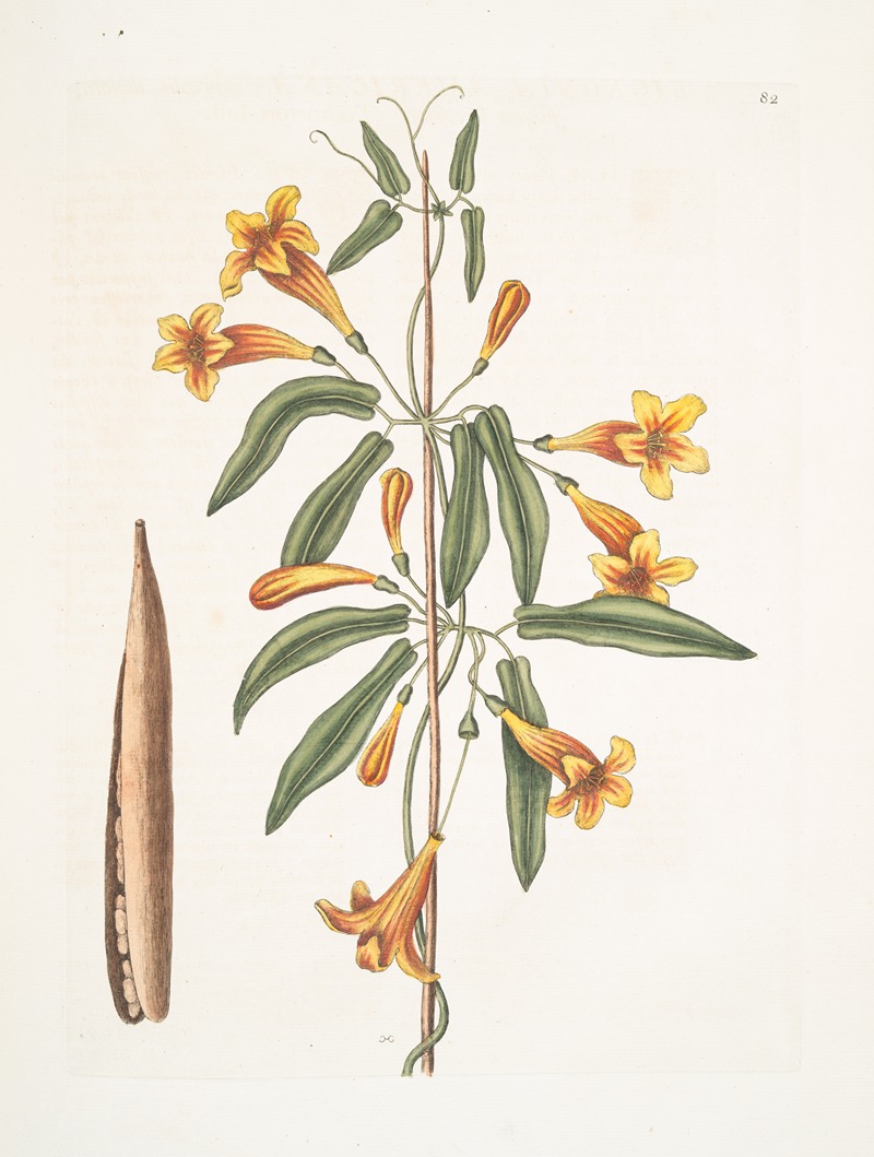 Bignonia Americana. by Mark Catesby, 1754 — digital art print download