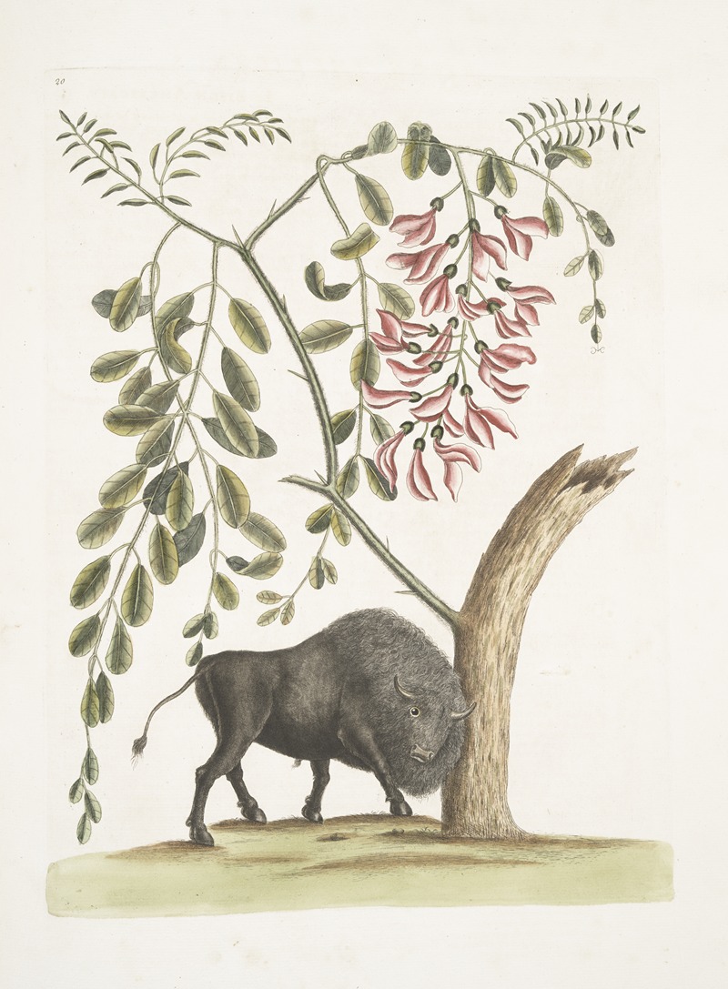 Bison Americanus; Pseudo Acacia hispida floribus roseis. — Mark Catesby
