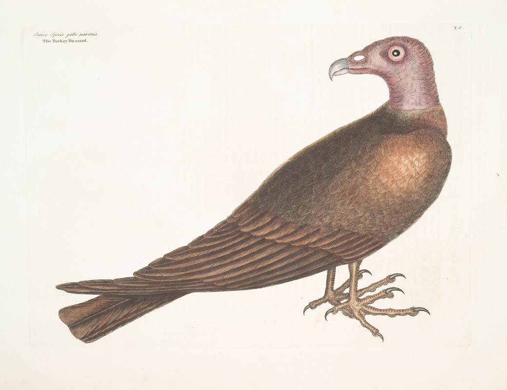 Buteo Specie gallo pavonis, The Turkey Buzzard. — Mark Catesby