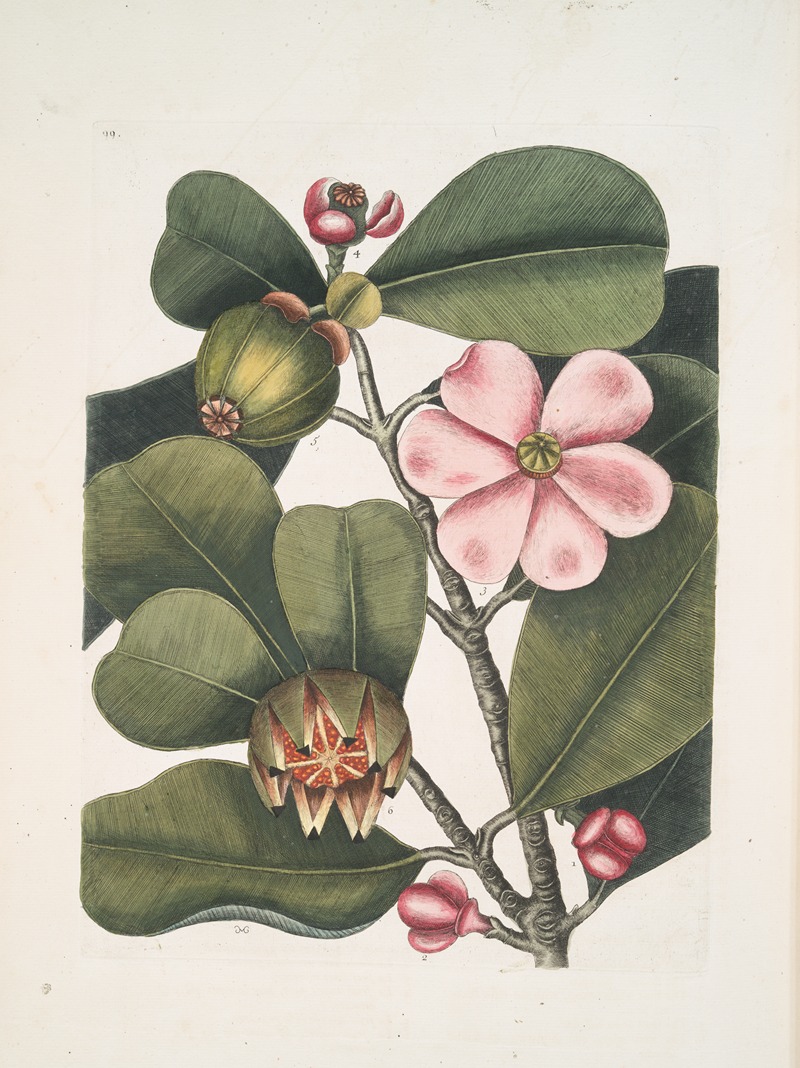 Cenchramidea Arbor saxis adnascens &c., The Balsam-Tree. by Mark Catesby, 1754 — digital art print download