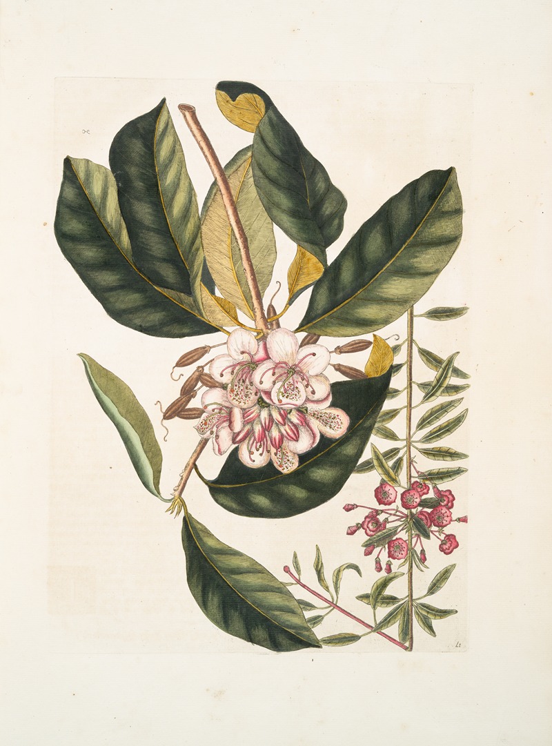 Chamærhododendros &c. ; Chamædaphne semper virens &c. by Mark Catesby, 1754 — digital art print download