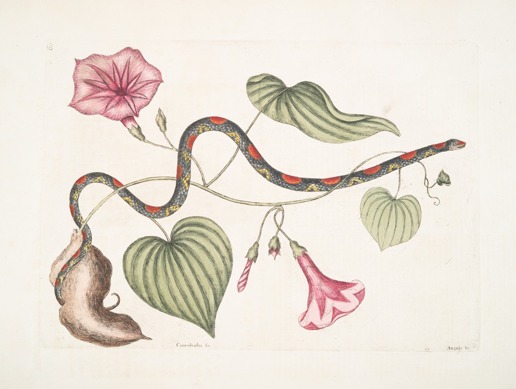 Convolvulus &c., The Virginian Potato; Anguis &c., The Bead-Snake. by Mark Catesby, 1754 — digital art print download