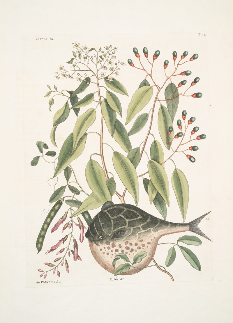 Cornus &c.; An Phaseolus &c.; Orbis lævis variegatus, The Globe-Fish. — Марк Кейтсби