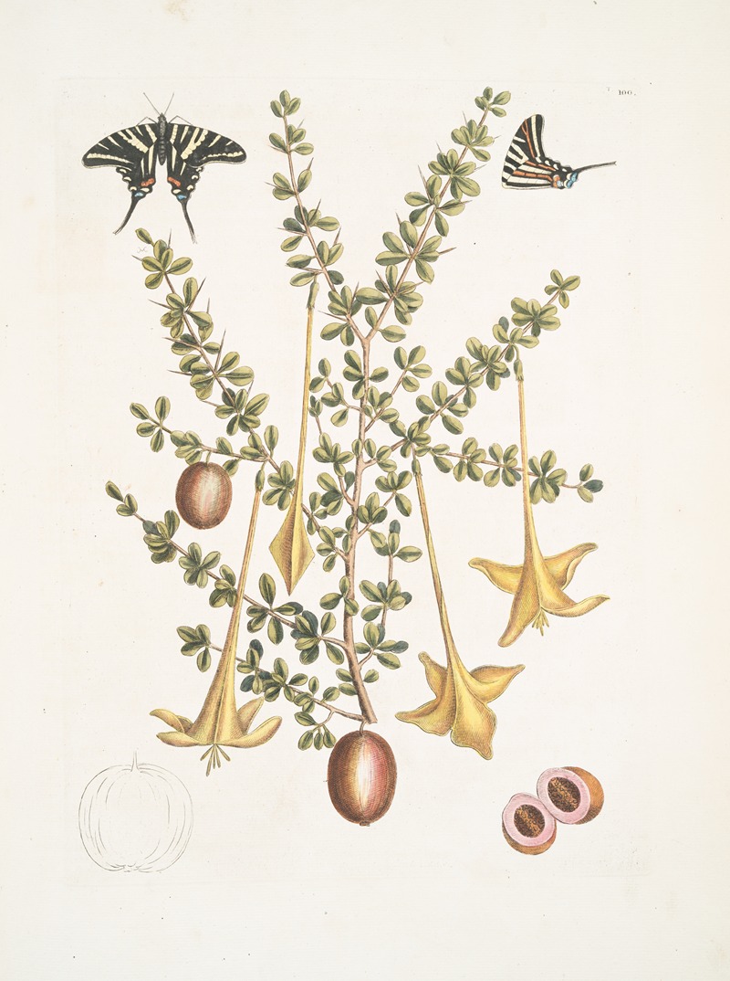 Frutex &c.; Papilio caudatus Carolinianus. — Mark Catesby