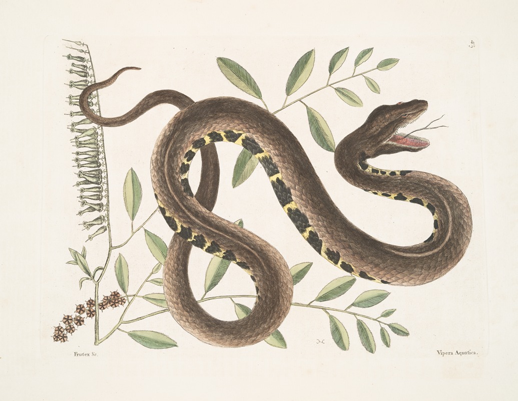 Frutex &c.; Vipera Aquatica,The Water-Viper. — Марк Кейтсби