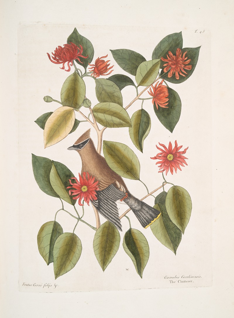 Frutex Corni foliis &c.; Garullus Carolinensis, The Chatterer. — Mark Catesby