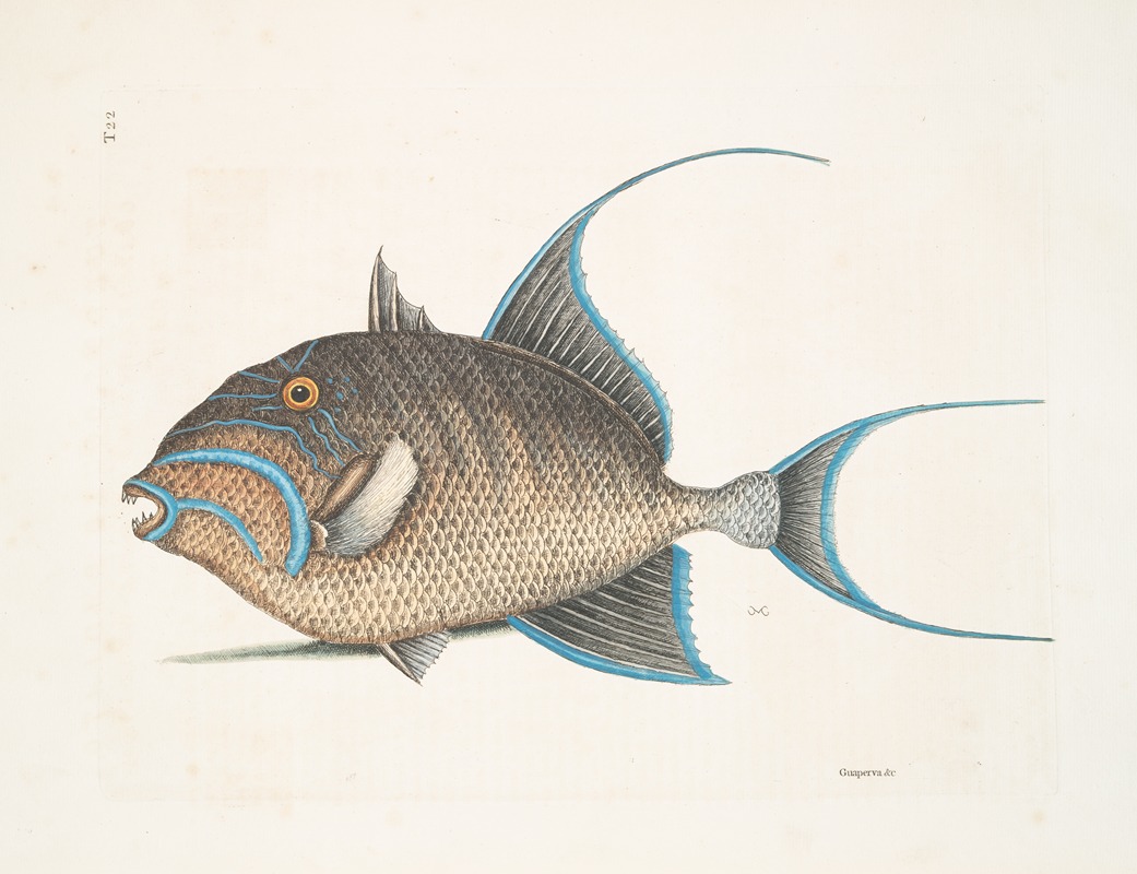 Guaperva &c., The Old Wife. — Mark Catesby