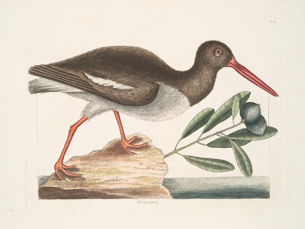 Hæmatopus, The Oyster Catcher. — Марк Кейтсби