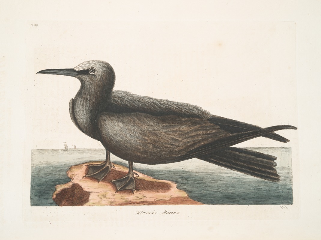 Hirundo Marina, The Noddy. by Mark Catesby, 1754 — digital art print download