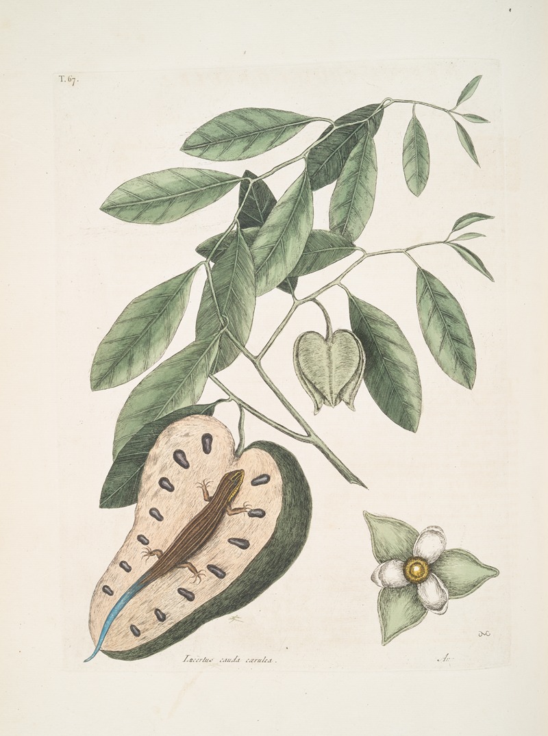 Lacertus cauda cærulea, The Blue-Tail Lizard; Anona &c. by Mark Catesby, 1754 — digital art print download