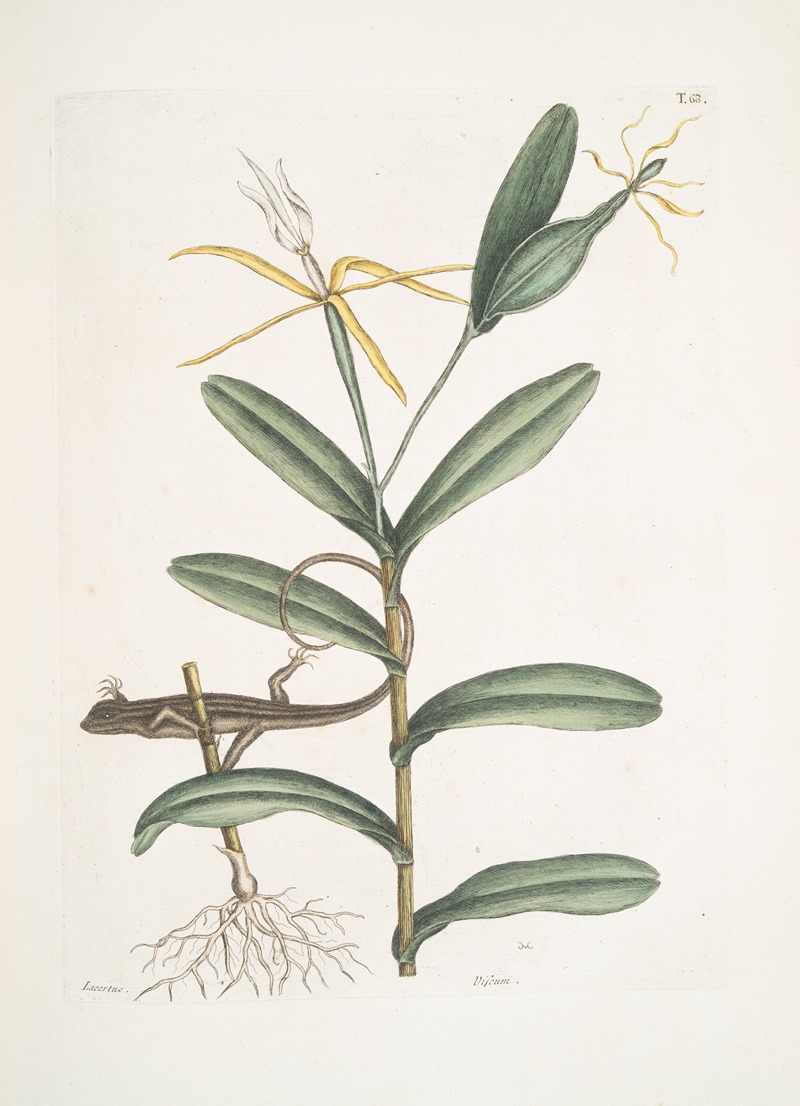 Lacertus griseus, The Lion-Lizard; Viscum. — Mark Catesby