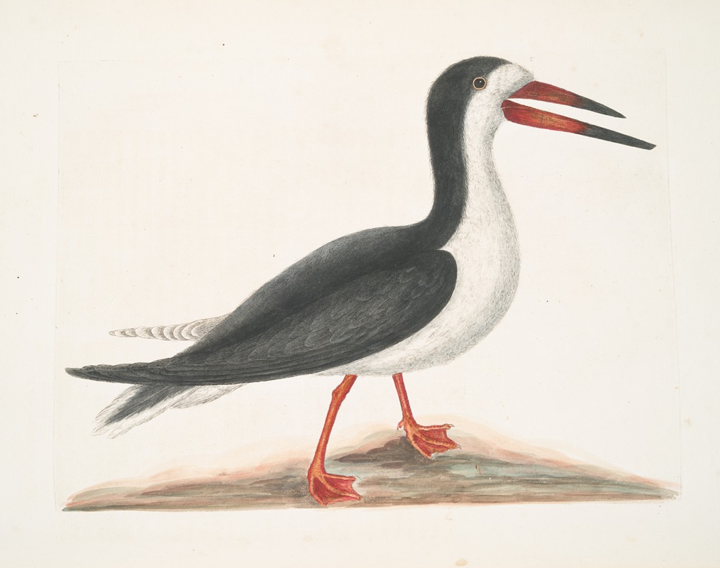 Larus Major, The Cut Water. by Mark Catesby, 1754 — digital art print download
