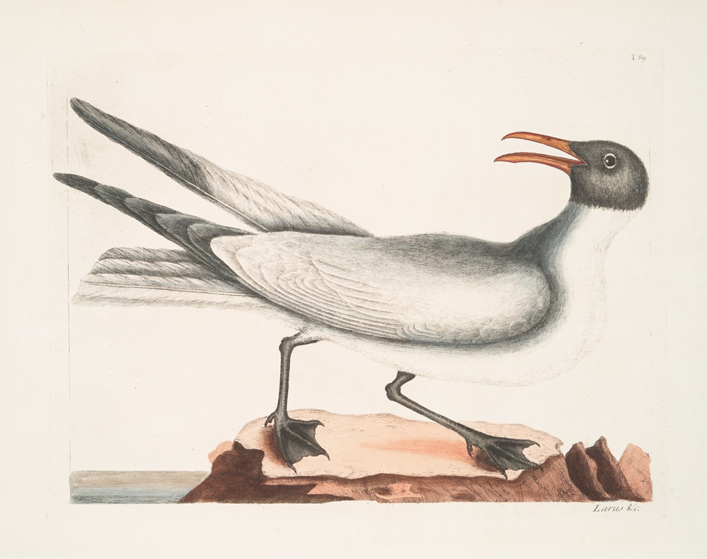 Larus major, The Laughing Gull. by Mark Catesby, 1754 — digital art print download