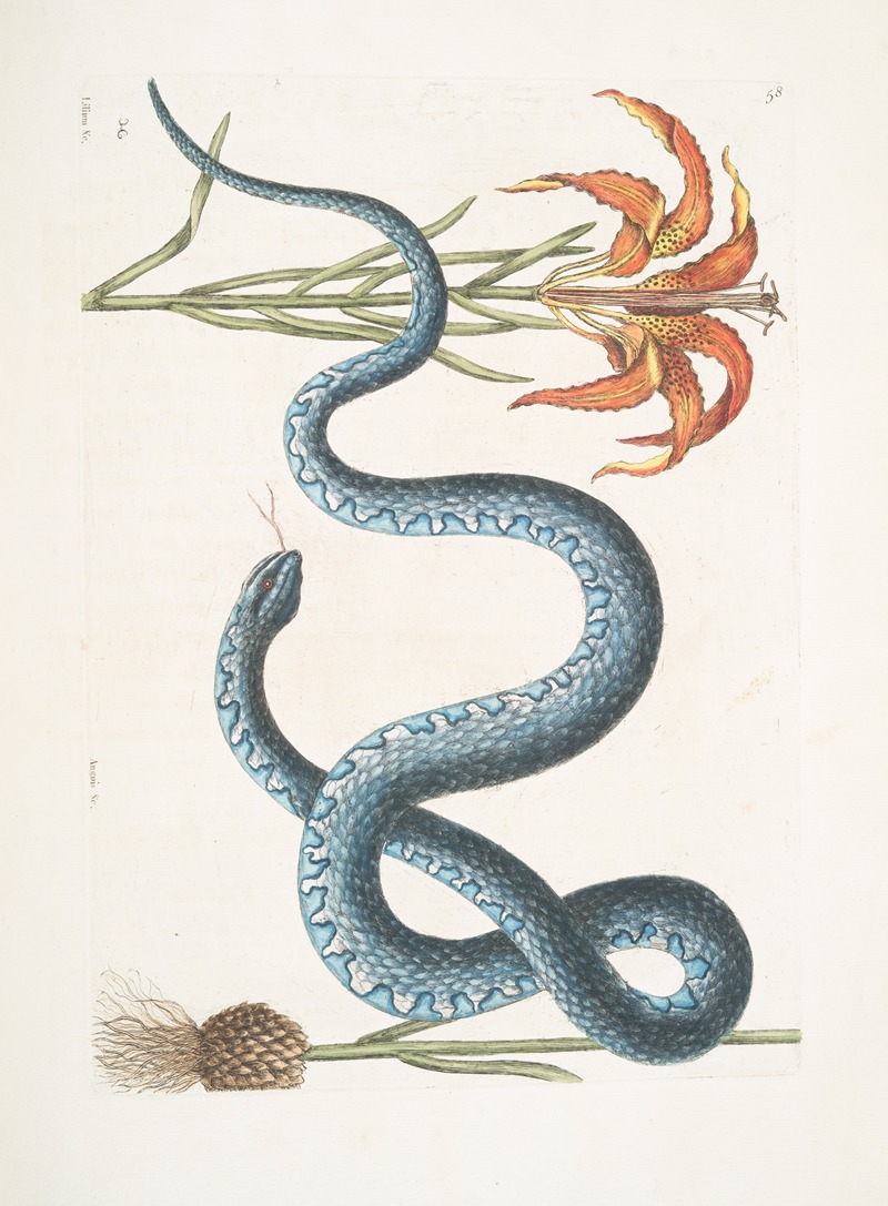 Lilium &c., The Red Lily; Anguis &c., The Wampum-Snake. — Mark Catesby