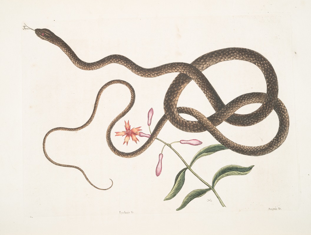 Lychnis &c.; Anguis flagelli formis,The Coach-whip Snake. — Mark Catesby