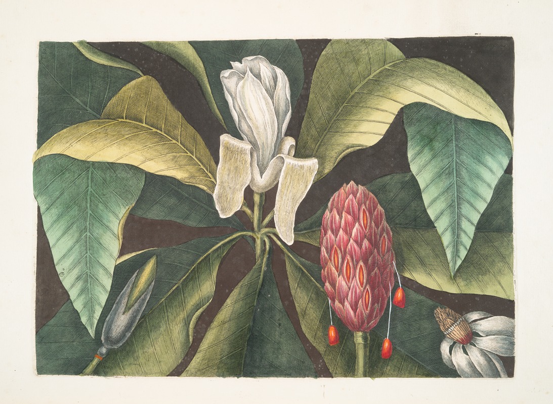 Magnolia, The Umbrella Tree. by Mark Catesby, 1754 — digital art print download