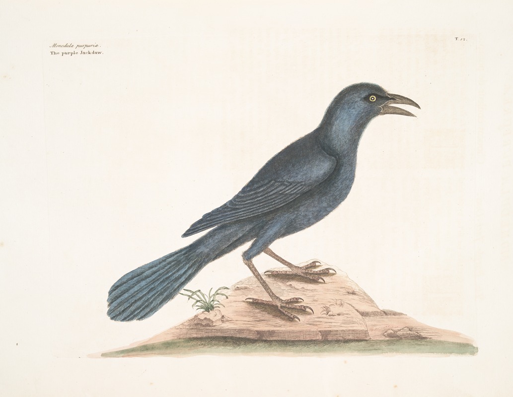 Monedula purpurea, The purple Jackdaw. — Mark Catesby