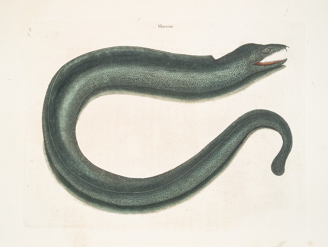 Muræna maculata, The Muray. by Mark Catesby, 1754 — digital art print download