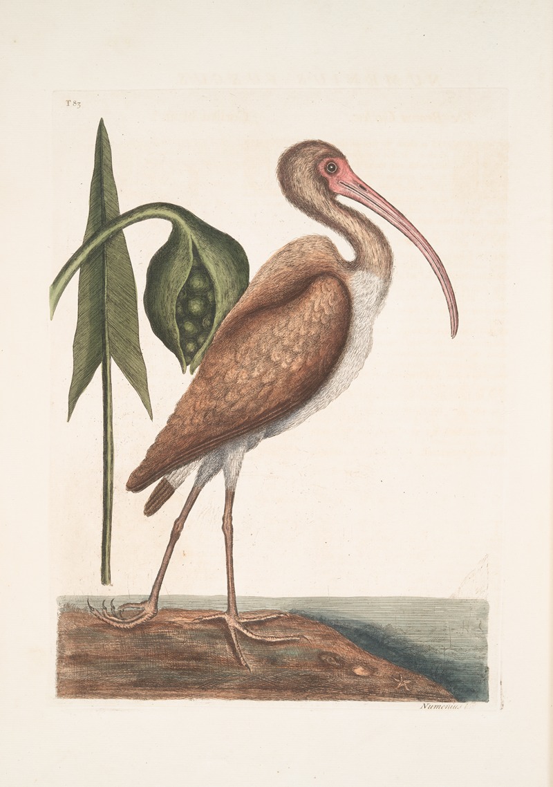 Numenius fuscus, The Brown Curlew. — Mark Catesby