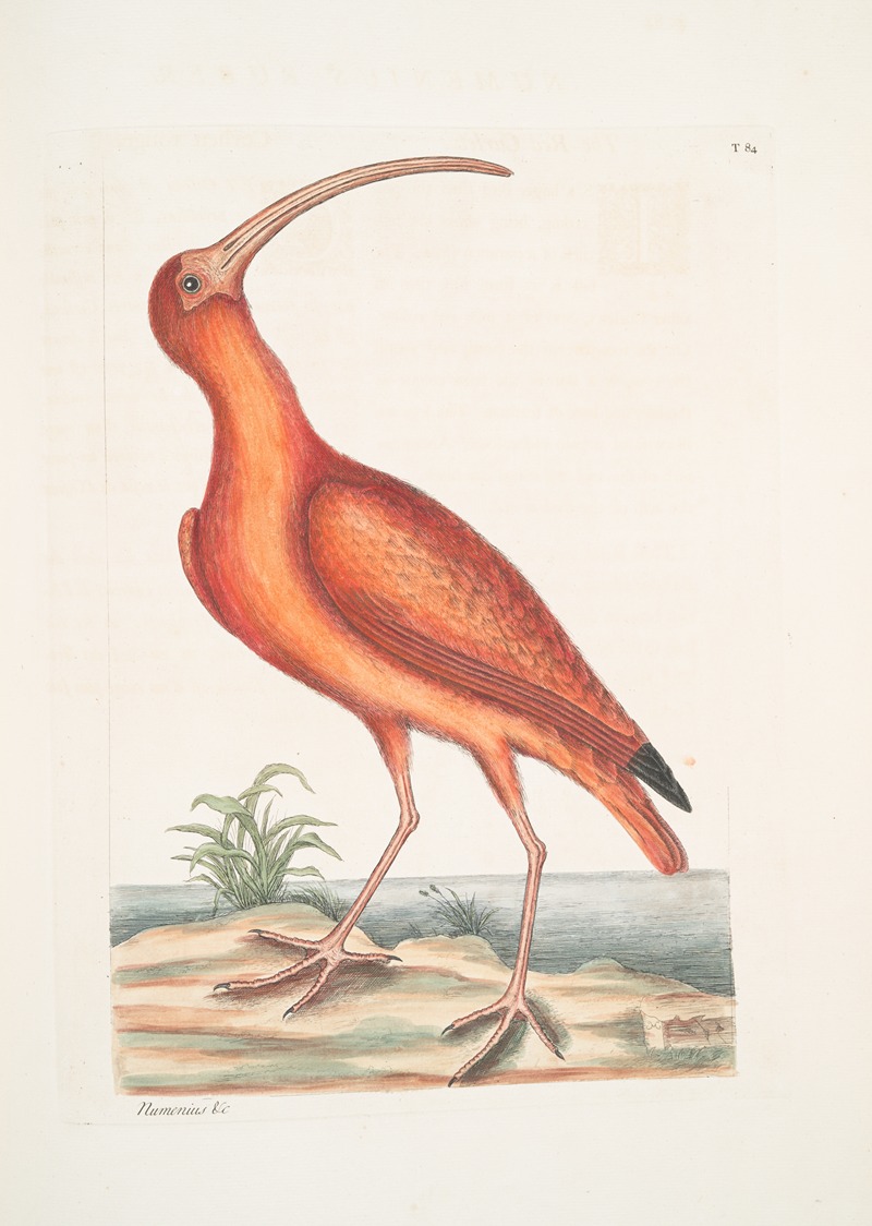 Numenius ruber, The Red Curlew. by Mark Catesby, 1754 — digital art print download