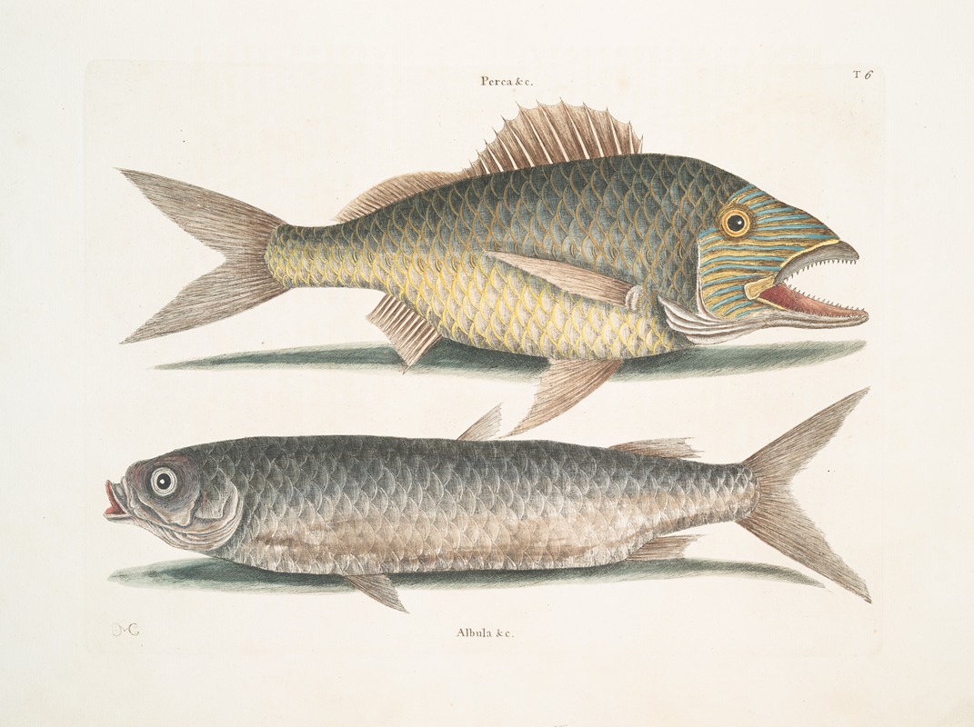 Perca &c., The Grunt; Albula Bahamensis, The Mullet. by Mark Catesby, 1754 — digital art print download