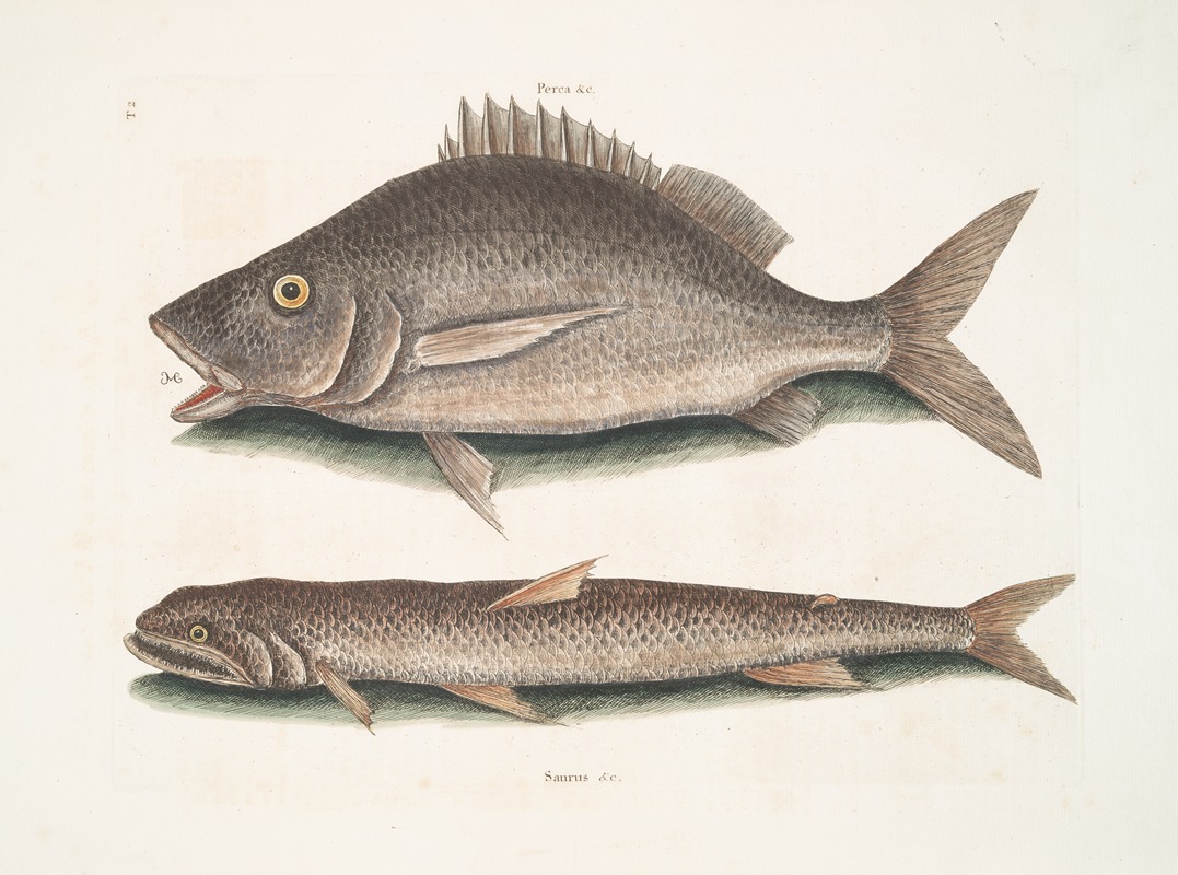Perca &c., The Margate Fish; Saurus &c., The Sea Sparrow-Hawk. by Mark Catesby, 1754 — digital art print download