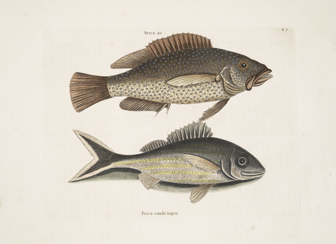 Perca &c., The Negro-Fish; Perca cauda nigra, The Black-Tail. by Mark Catesby, 1754 — digital art print download