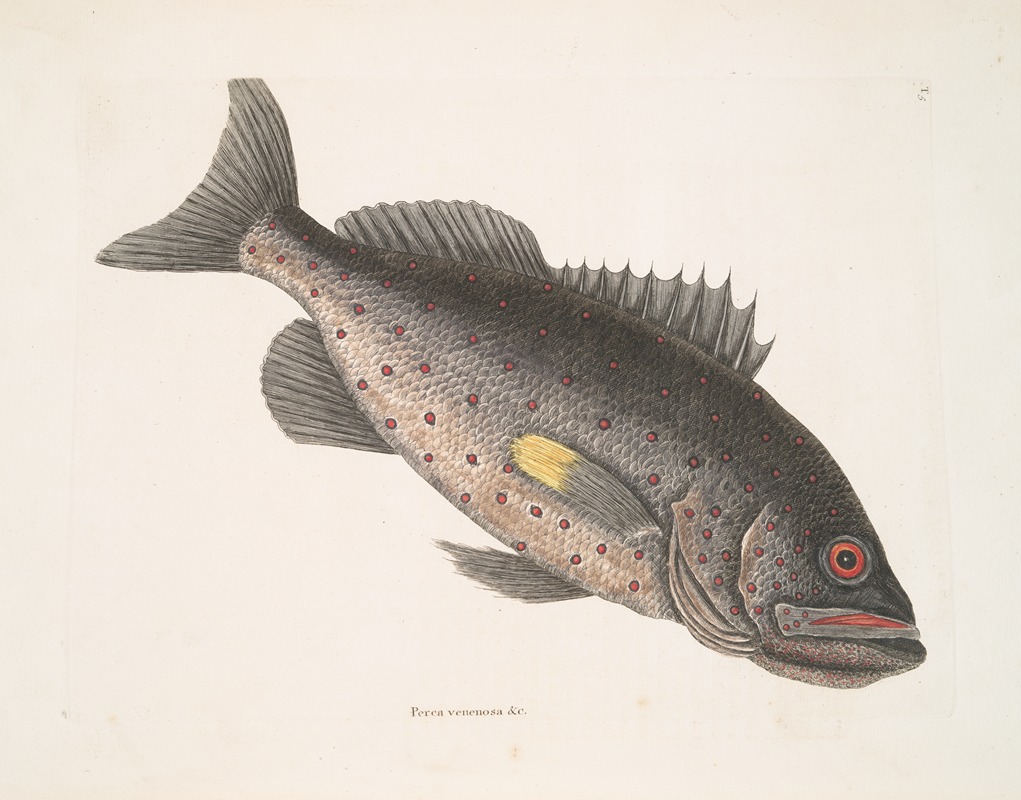 Perca venenosa &c., The Rock-Fish. by Mark Catesby, 1754 — digital art print download