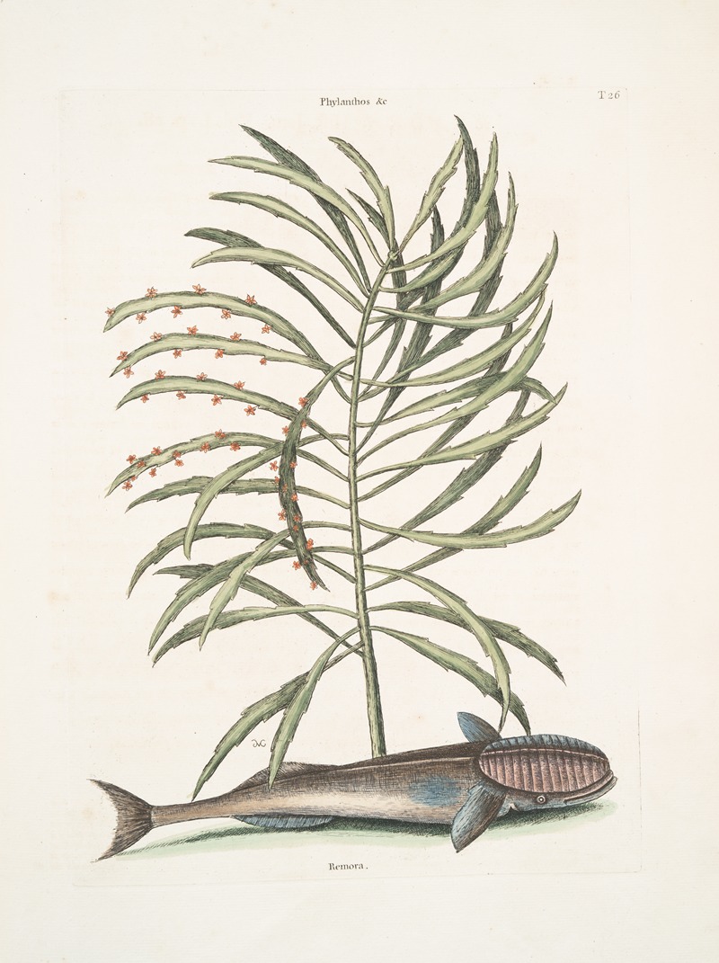 Phylanthos &c.; Remora, The Sucking-Fish. by Mark Catesby, 1754 — digital art print download