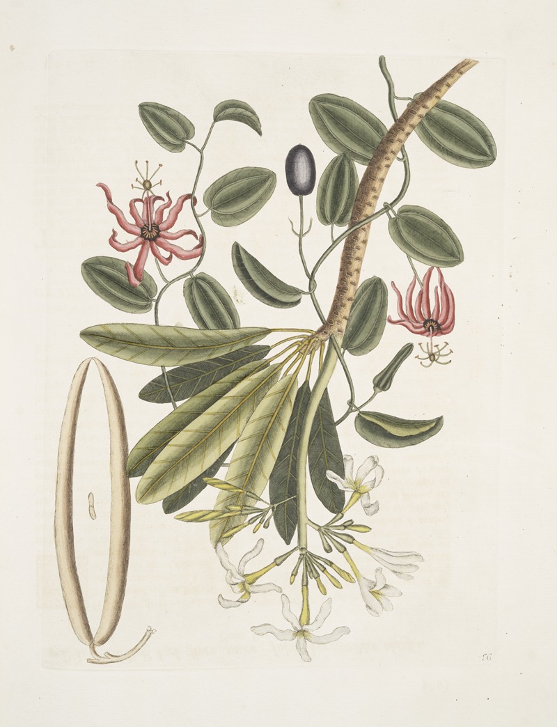 Plumeria &c.; Grandilla &c. by Mark Catesby, 1754 — digital art print download