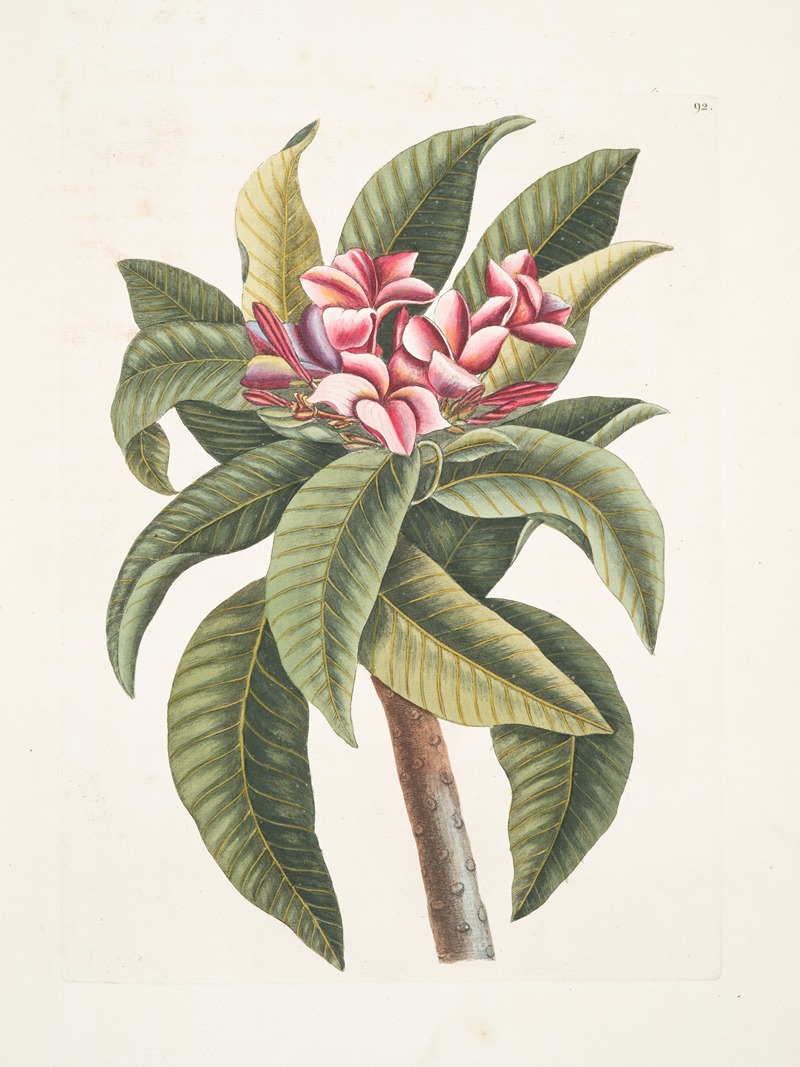 Plumeria by Mark Catesby, 1754 — digital art print download