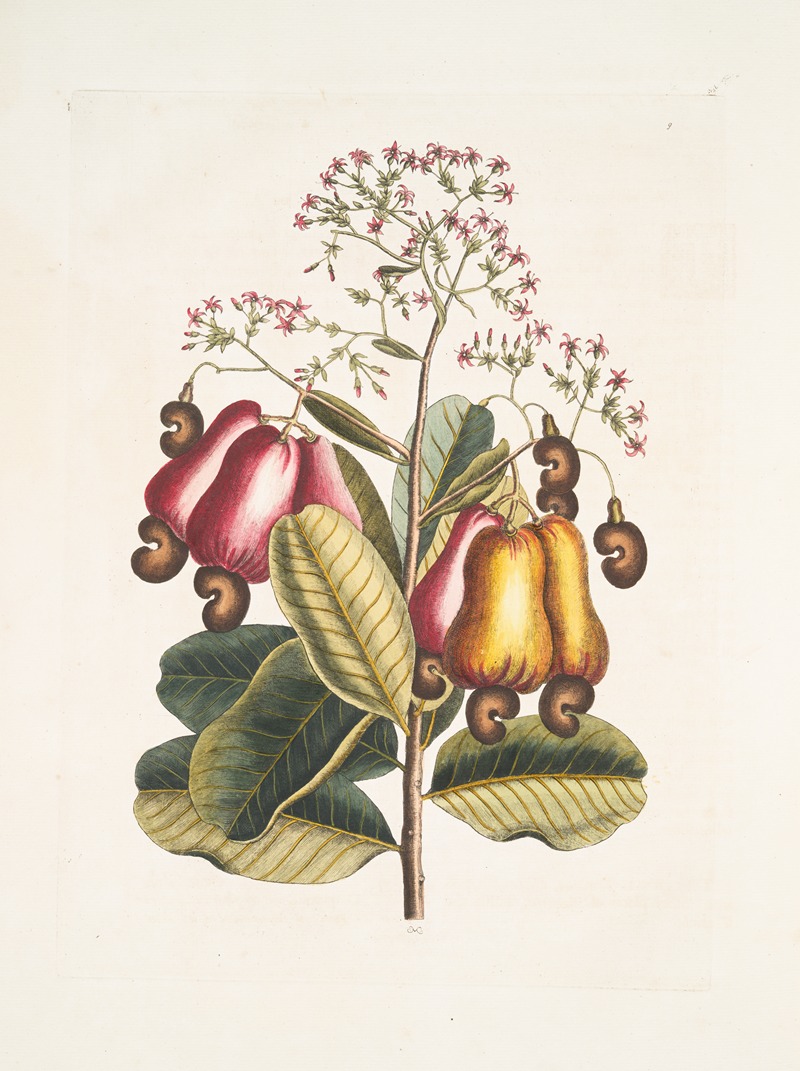 Pomifera &c., The Cushew-Tree. by Mark Catesby, 1754 — digital art print download