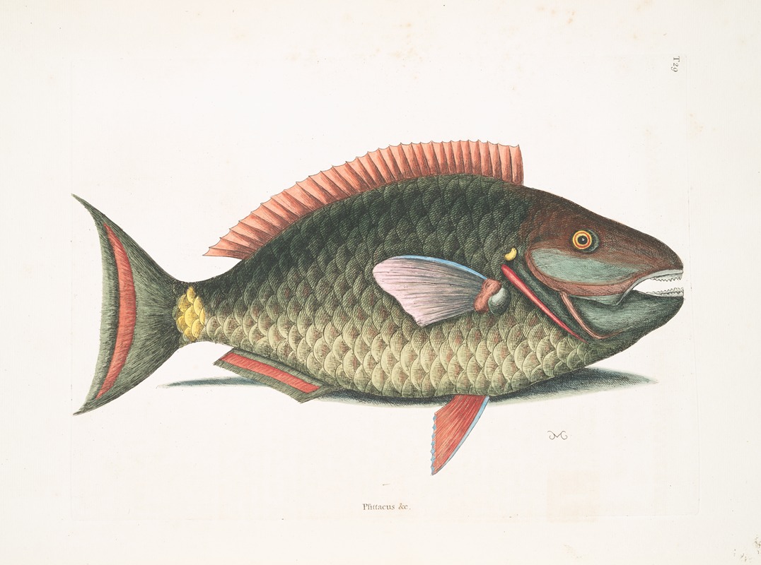 Psittacus &c., The Parrot-Fish. by Mark Catesby, 1754 — digital art print download
