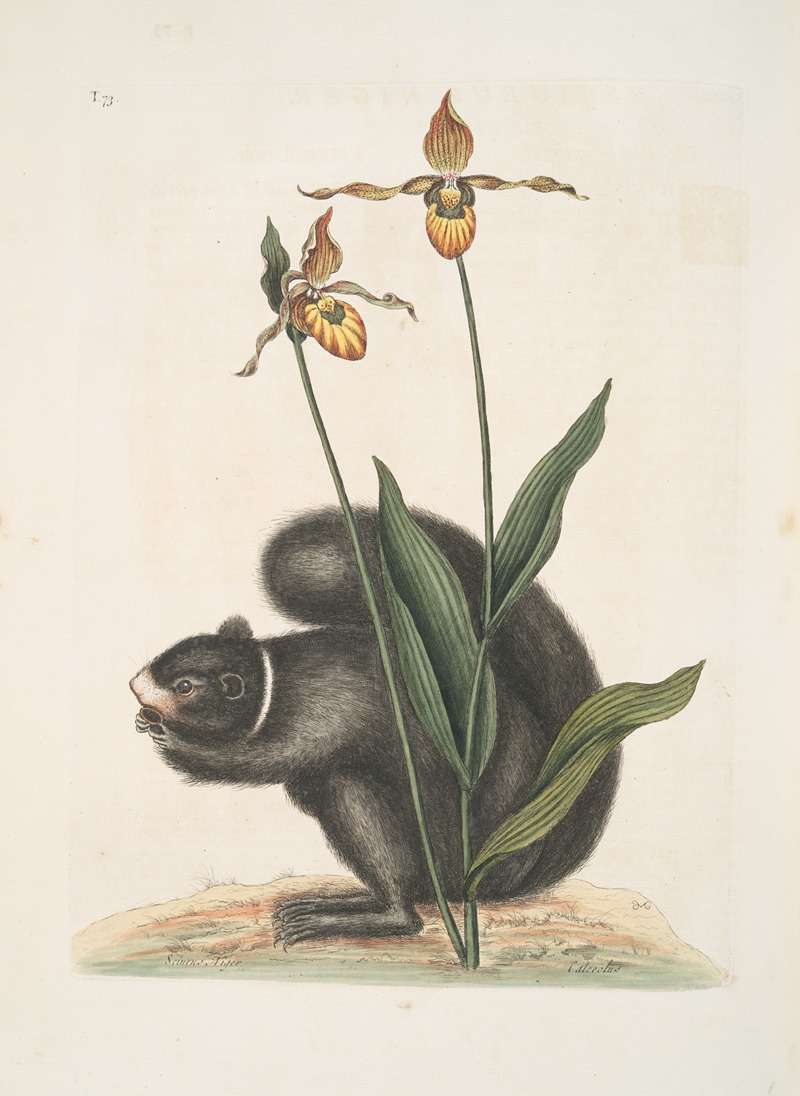 Sciurus Niger, The Black-Squirrel; Calceolus, The Lady's Slipper. — Марк Кейтсби