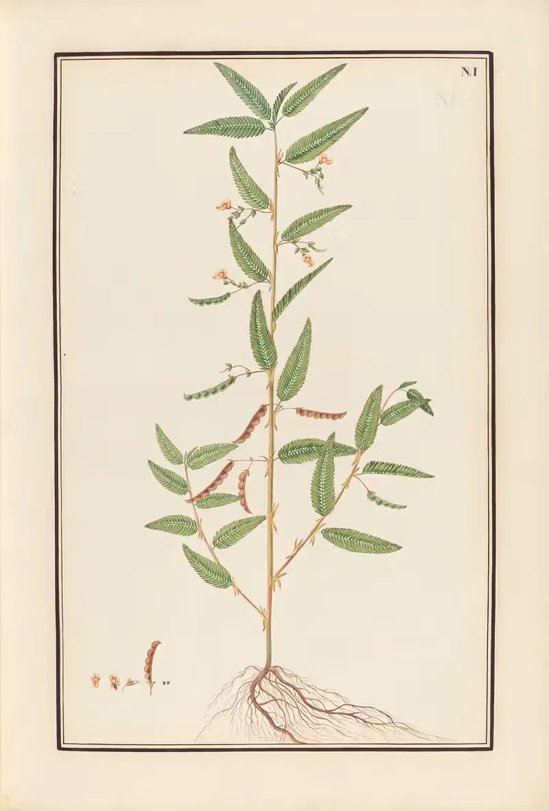Stirpium imagines LXXV Pl.01 — Baldassare Cattrani