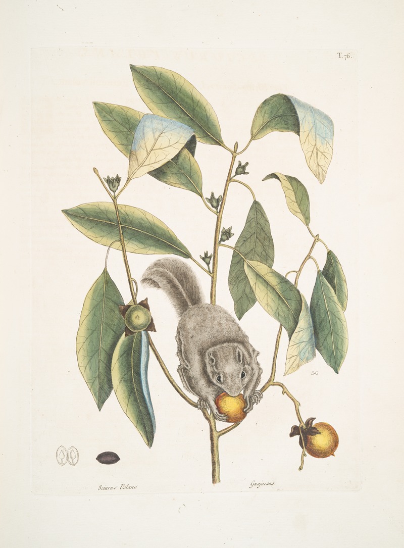 Sciurus Volans, The Flying-Squirrel; Guajacana. by Mark Catesby, 1754 — digital art print download