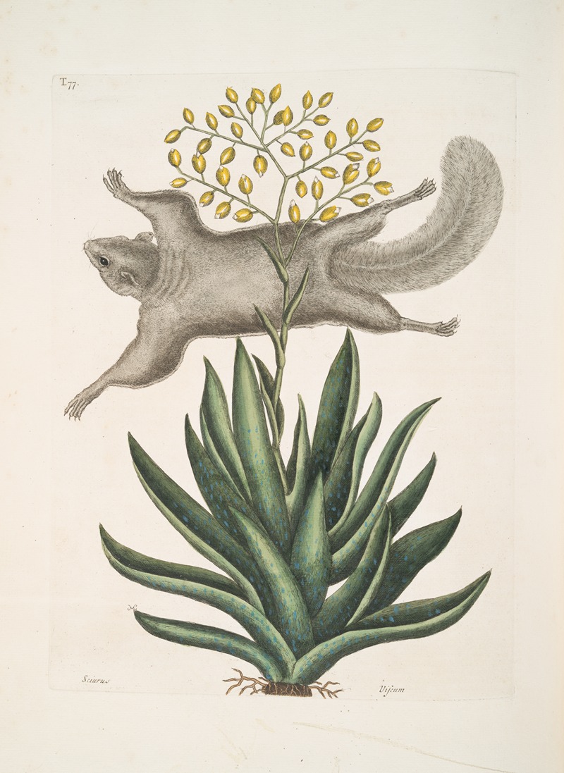 Sciurus, The Flying-Squirrel; Viscum. by Mark Catesby, 1754 — digital art print download
