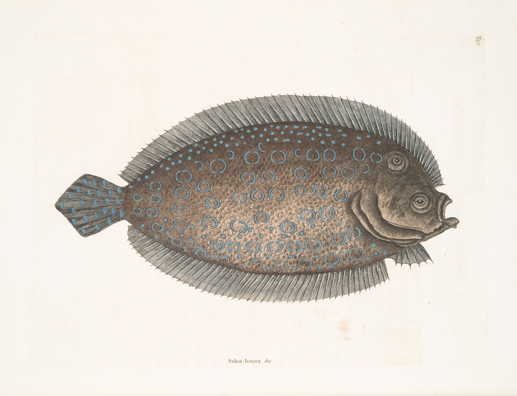 Solea lunata &c., The Sole. by Mark Catesby, 1754 — digital art print download