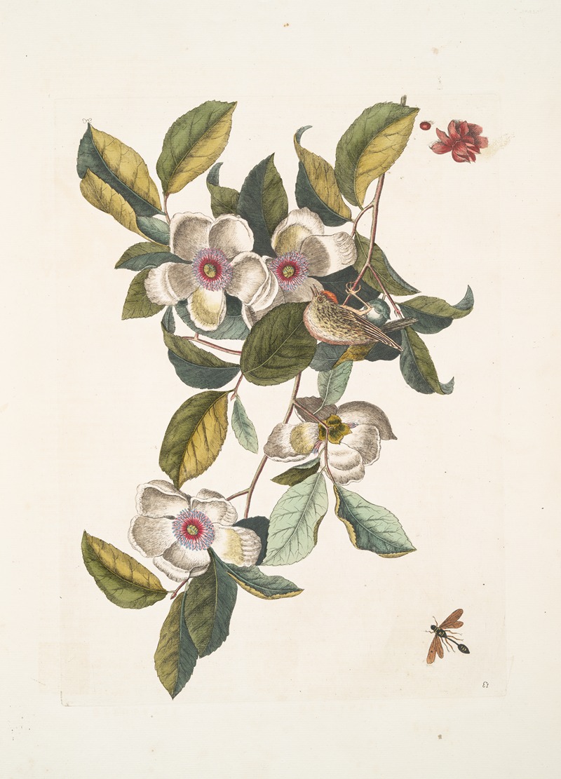 Steuartia; Regulus Cristatus; Vespa Ichneumon. — Mark Catesby