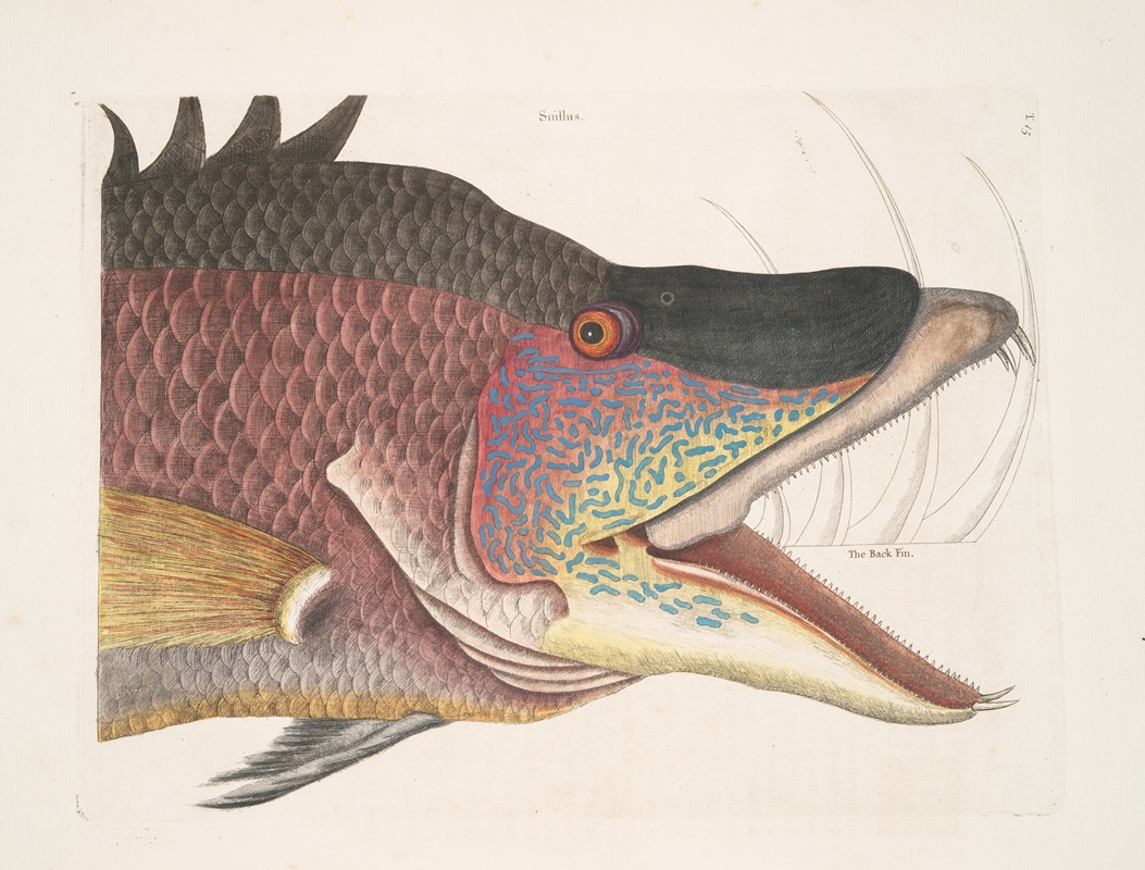 Suillus, The great Hog-Fish. by Mark Catesby, 1754 — digital art print download