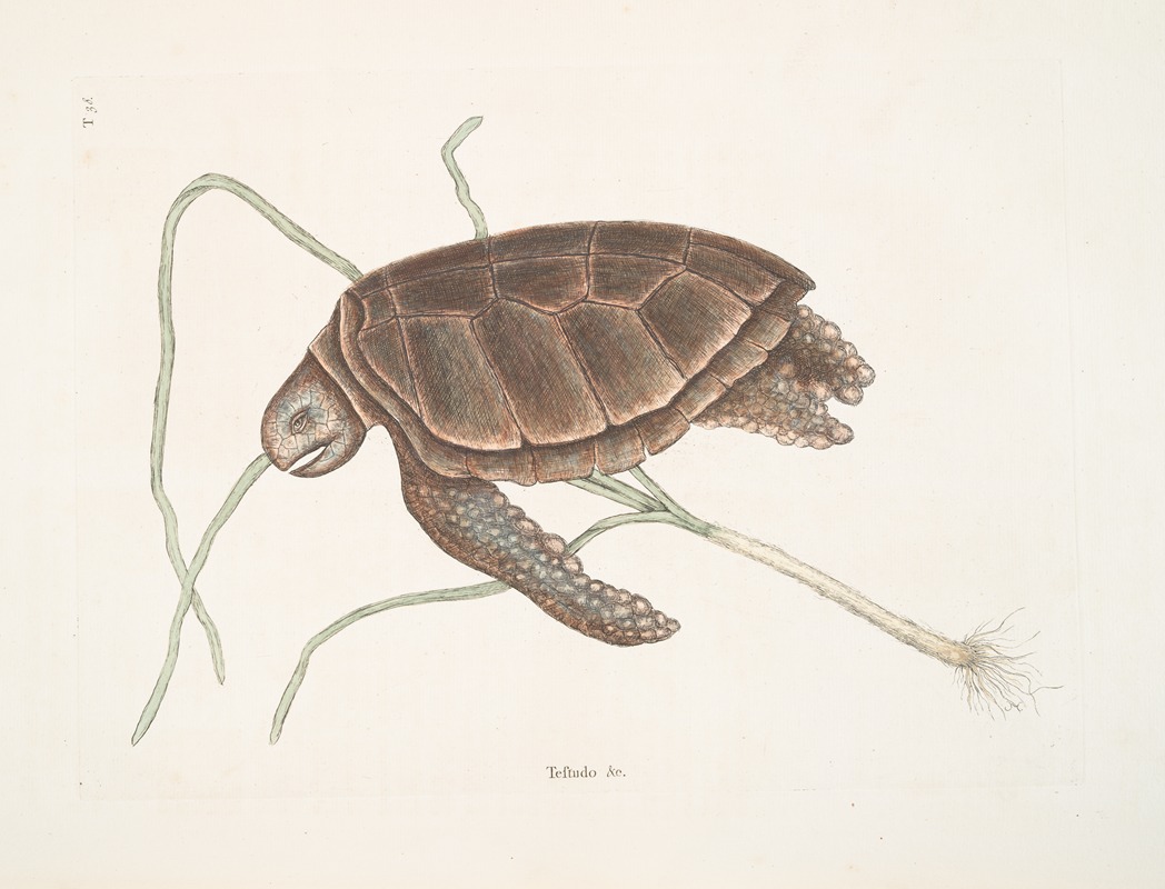 Testudo marina viridis, The Green-Turtle. — Mark Catesby