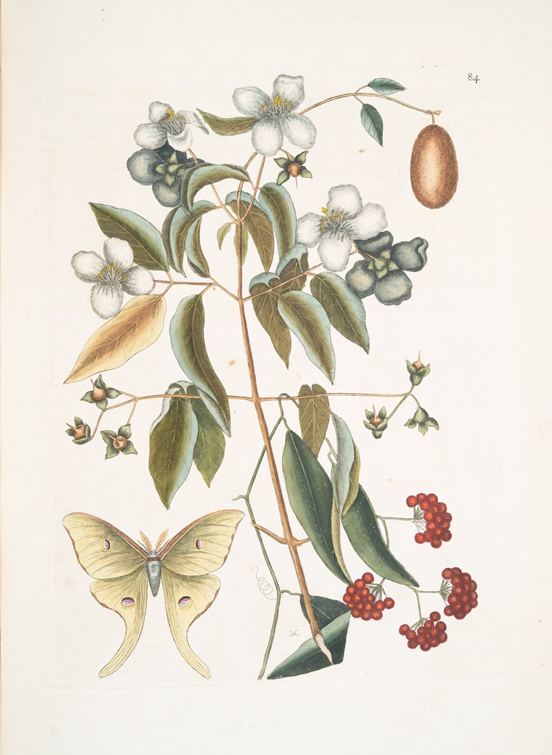 The four-eye'd Night Butterfly. — Mark Catesby