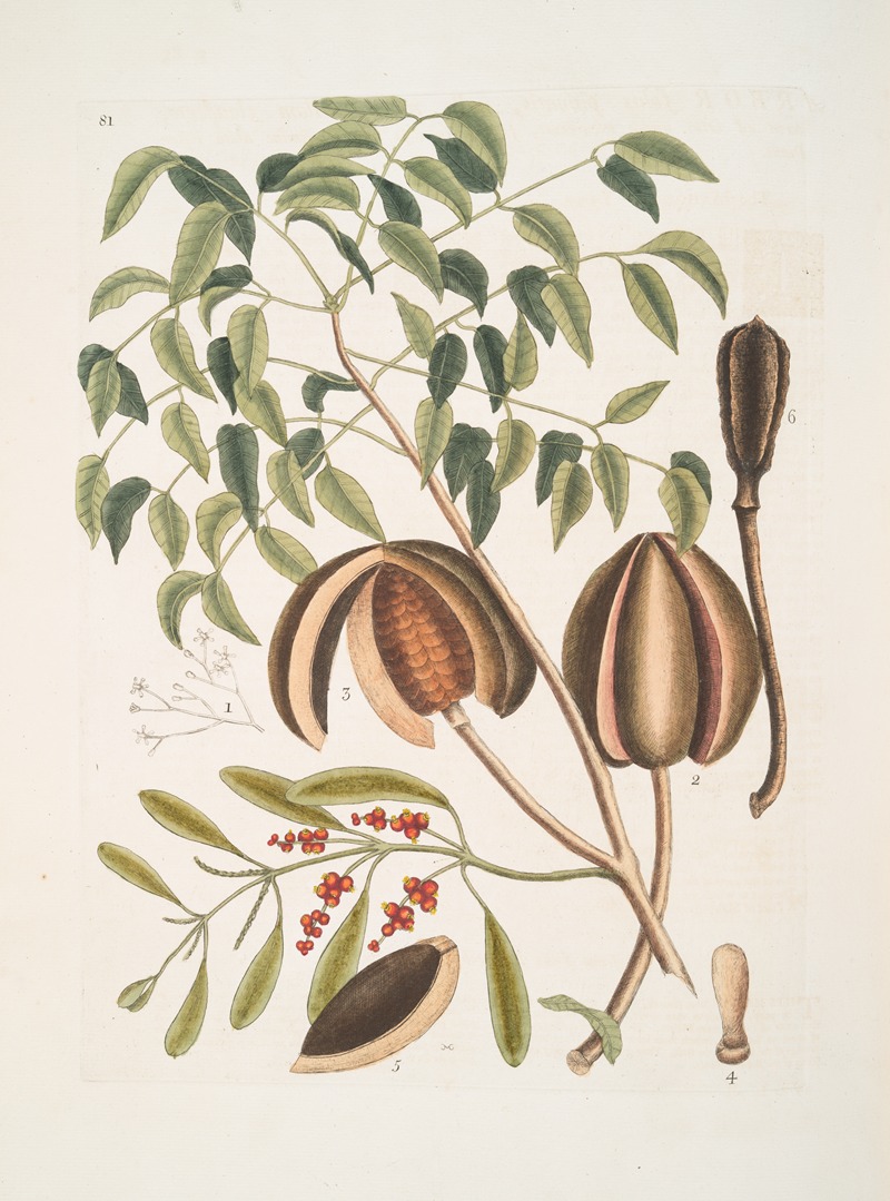 The Mahogany Tree by Mark Catesby, 1754 — digital art print download