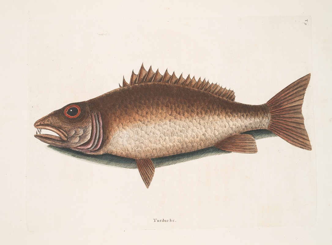 Turdus &c., The mangrove Snapper. by Mark Catesby, 1754 — digital art print download