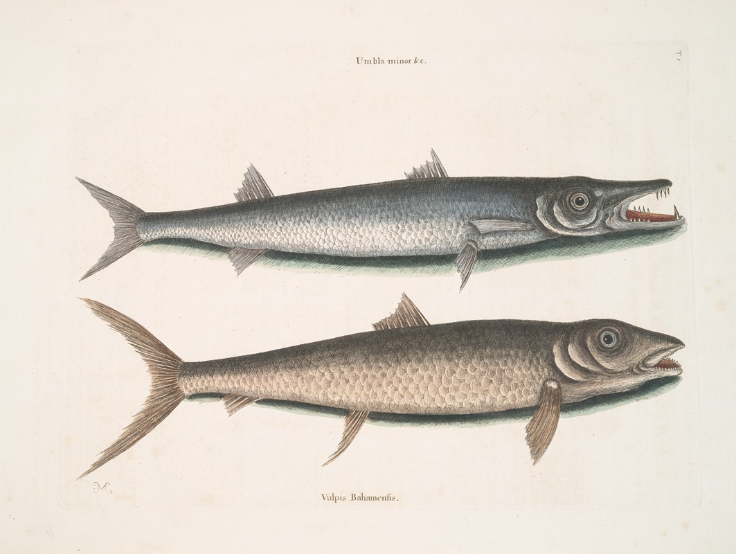 Umbla minor &c., Barracuda; Vulpis Bahamensis. by Mark Catesby, 1754 — digital art print download