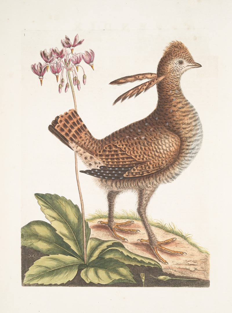 Urogallus minor. by Mark Catesby, 1754 — digital art print download
