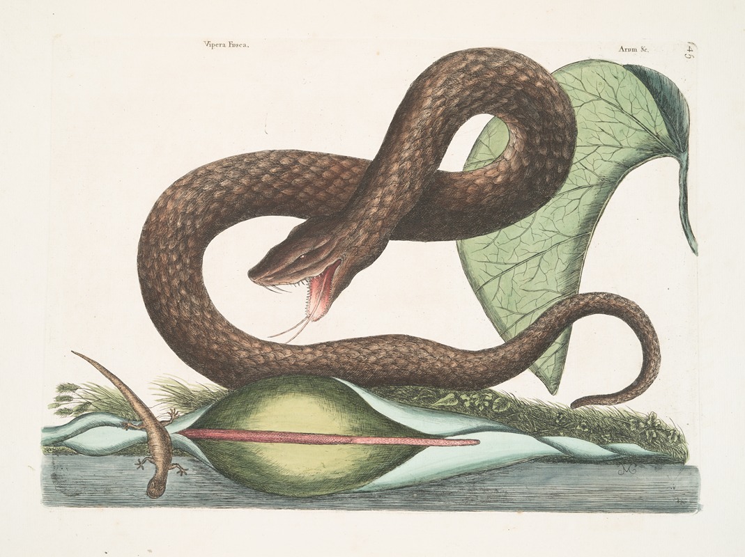 Vipera Fusca, The Brown-Viper; Arum &c. — Mark Catesby