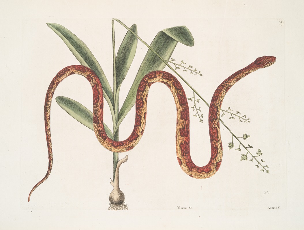 Viscum &c.; Anguis &c., The Corn-Snake. by Mark Catesby, 1754 — digital art print download