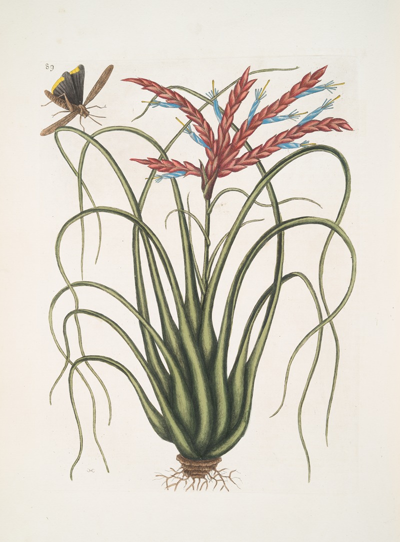 Viscum Caryophylloides &c., The Wild Pine; Locusta Caroliniana. — Mark Catesby