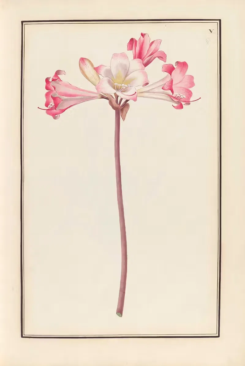Stirpium imagines LXXV Pl.05 — Baldassare Cattrani